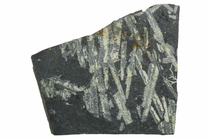 Fossil Graptolite (Didymograptus) Cluster - Wales #353834